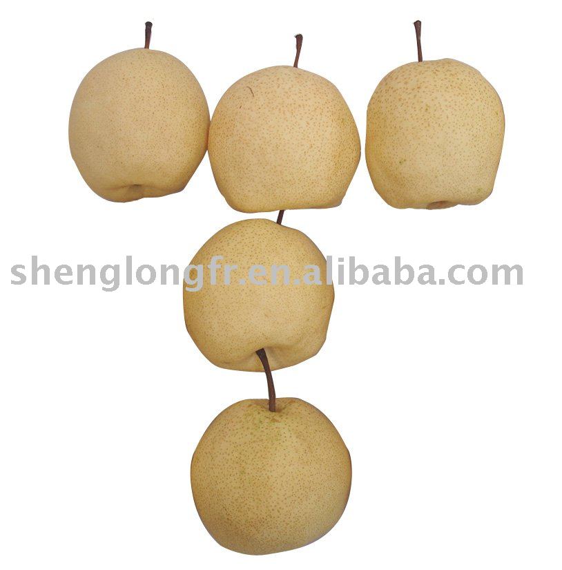  Sweet   Su   Pear  from Shaanxi, China