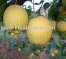 fresh ya pear approved by HACCP,CIQ,ISO