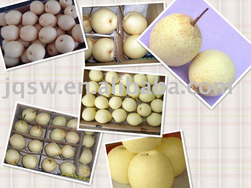 Chinese Fresh Ya Pear in 2010  New  Crop
