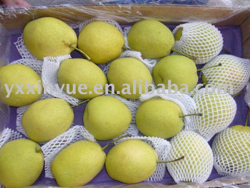 Fresh Shandong  Pear