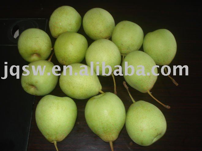 fresh  shandong   ya   pear  of new crop in carton packing