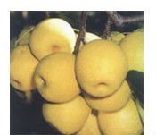 chinese white pear