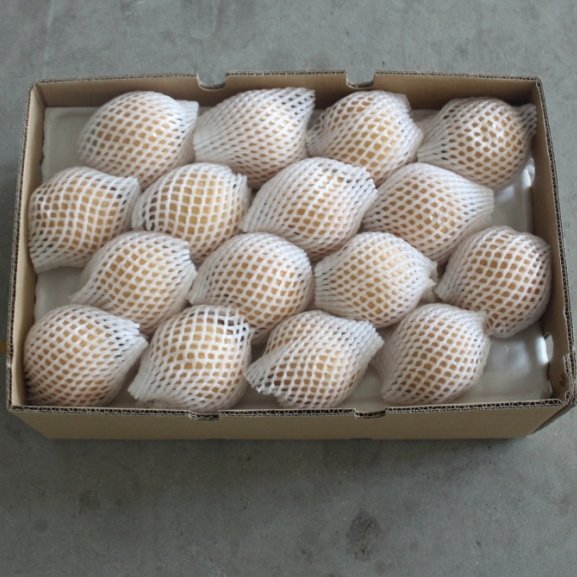 asian pear(yuanhuang Pear)