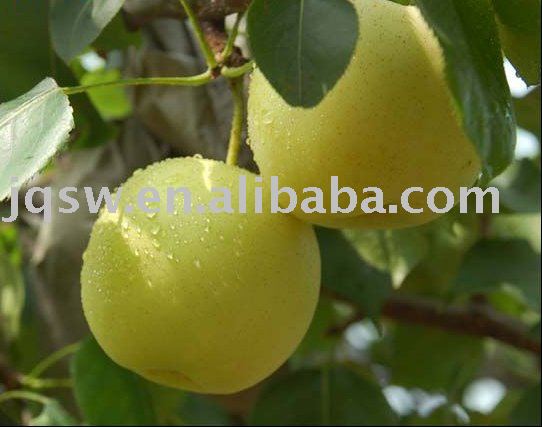 fresh yellow  juicy   pear 