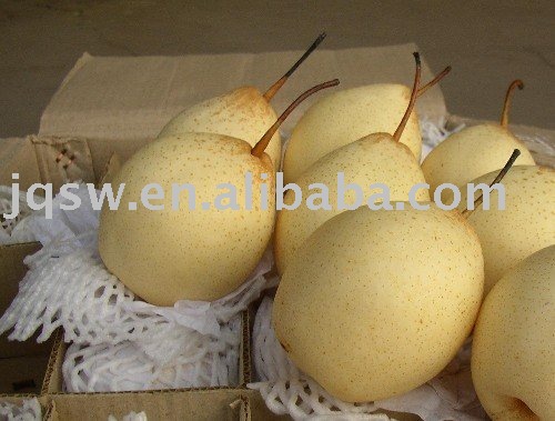 fresh  delicious    pear 