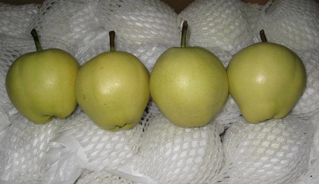 early su pear shandong