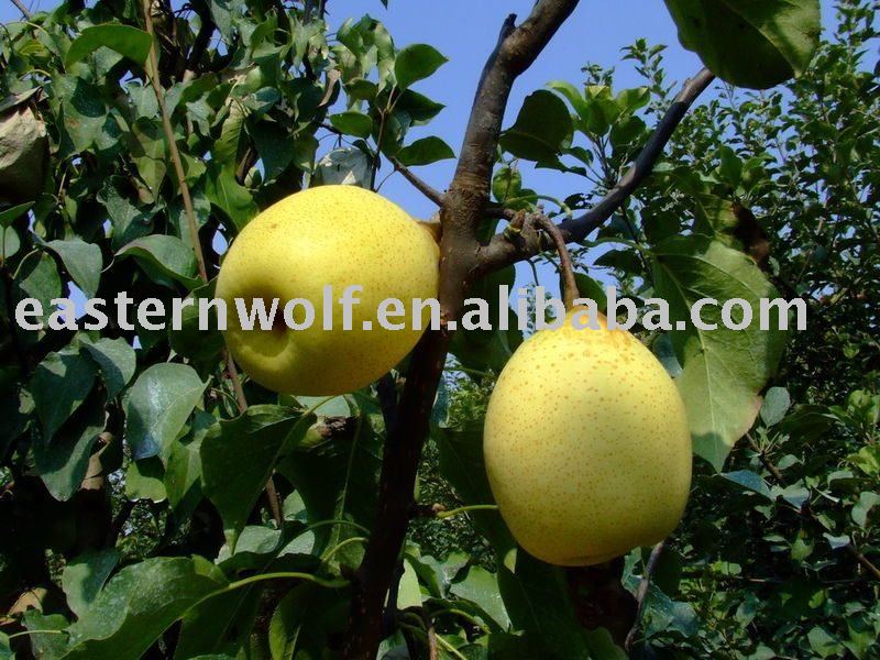 New Crop Ya Pear in Carton Package, MOQ:1*40 FCL