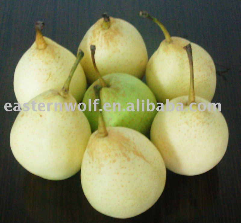 Chinese  Fresh   Ya   Pear  of  New  Crop