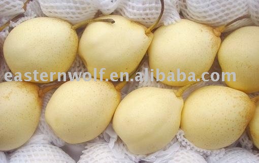 Fresh Ya Pear in 20KG/CTN of New Crop