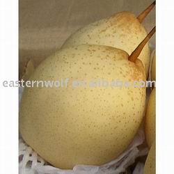 Fresh Ya Pear of New Crop