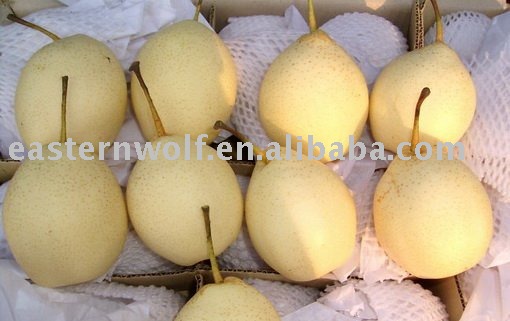 Ya Pear in 20KG/CTN of New Crop