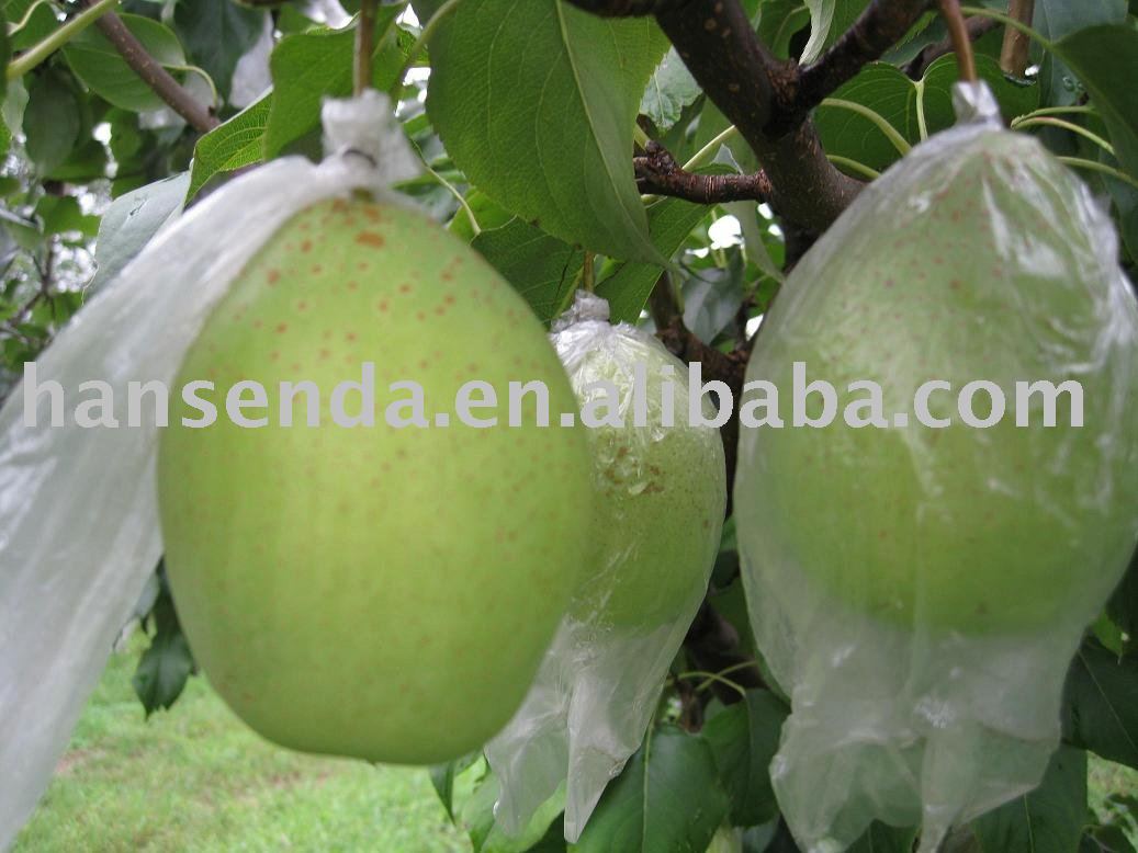 Fresh Green  Ya   Pear 