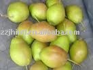  Fresh   Fragrant   Pear 