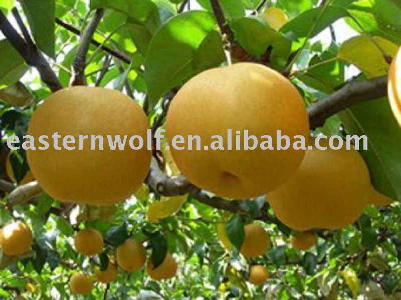 Fresh Fengshui Pear in Carton