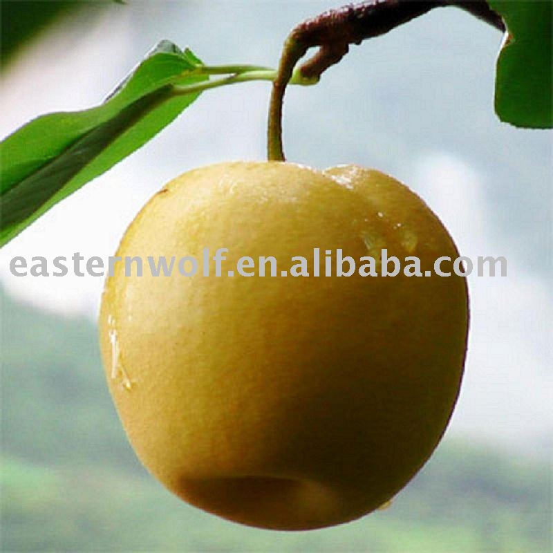 Fresh Fengshui Pear