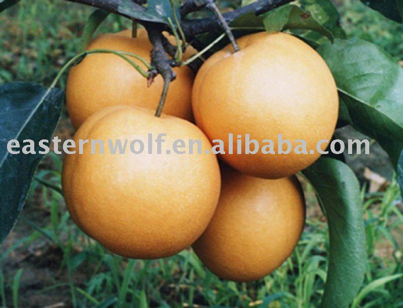 Chinese Fresh Fengshui Pear