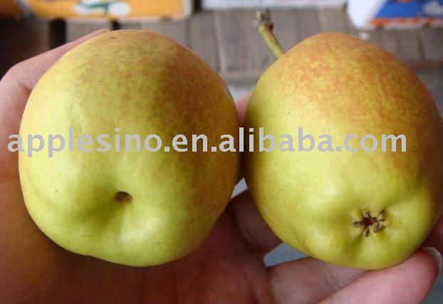 Fresh  Pear  from  Korla  Xinjiang 