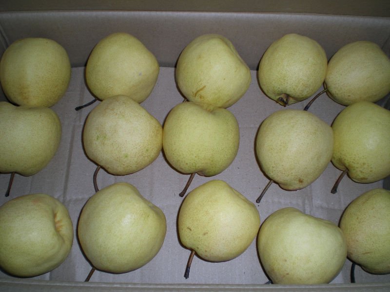 sweet and juicy golden Shaanxi pear