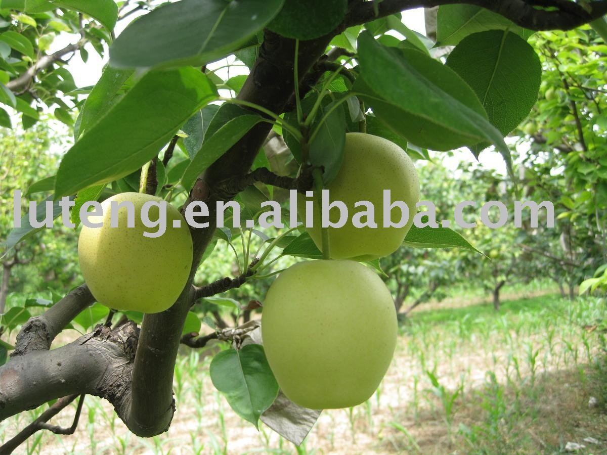 2010 New Crop of Golden Pear