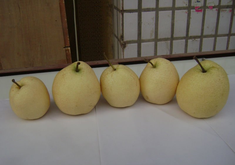 fresh pear