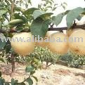 Pears