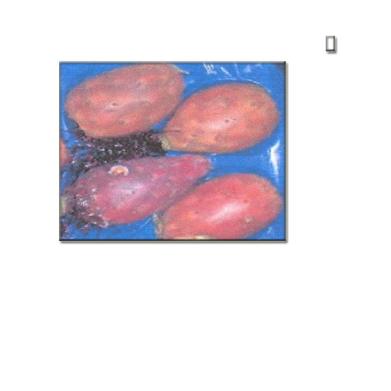 Organic  Cactus   Pear 