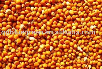  Red   Millet  in  Husk 