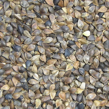 Buckwheat