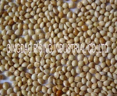 White broomcorn millet