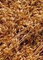 oat
