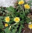 Dandelion Root Extract Powder