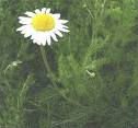 Chamomile Flower Powder