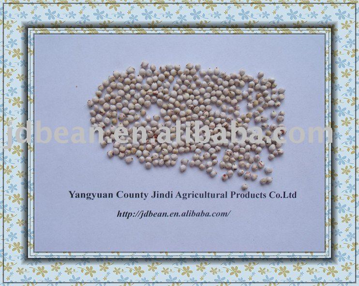HPS White Sorghum (GF3)