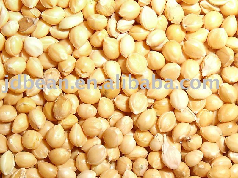 High Quality Yellow Millet in  Husk 