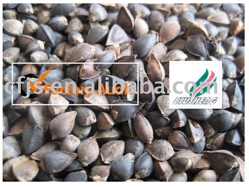 BUCKWHEAT IN HUSK