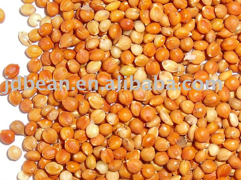 Crop 2010 Red Millet in Husk