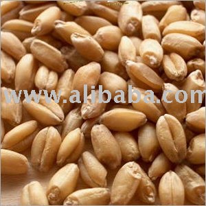 Quality Wheat