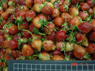 Strawberries with sugar