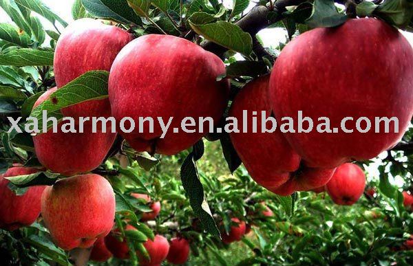 Huaniu Apple from Shaanxi, China