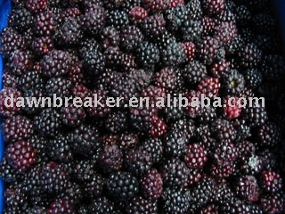 IQF blackberry( frozen blackberry /frozen whole blackberry )
