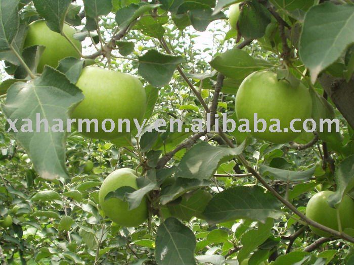 Granny Smith Apple from Shaanxi, China