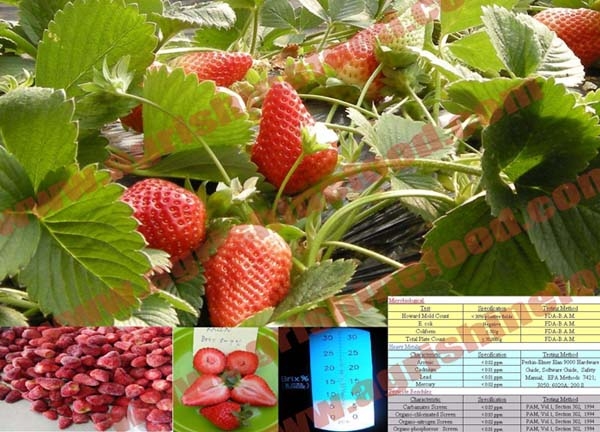 IQF Strawberry/Frozen Strawberry