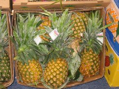Tropical And Exotics Fresh And Frozen Fruits