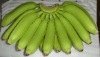 cavendish banana