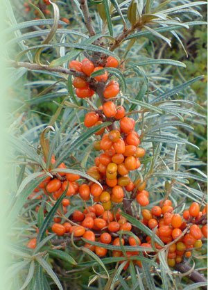 Frozen  Sea   buckthorn  berries