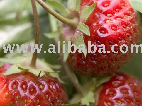 Strawberry (Fragaria spp.)