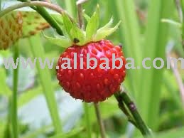  Wild   Strawberry 