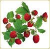 Frozen Wild Strawberries