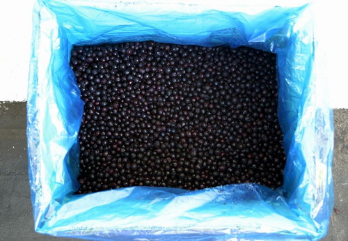 IQF frozen Blueberries Wild