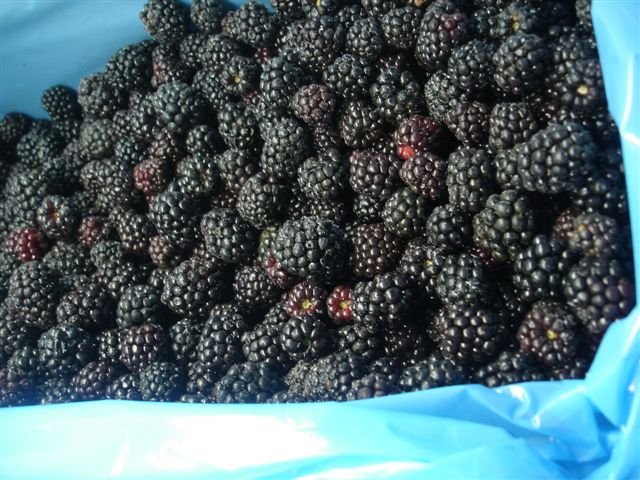 IQF Blackberry